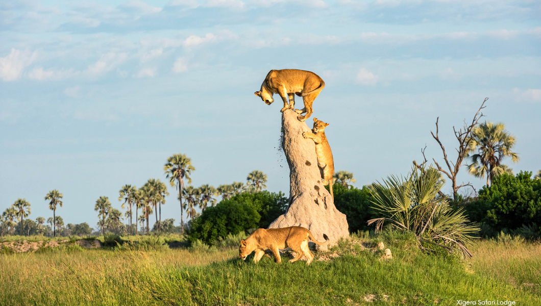 lions Xigera